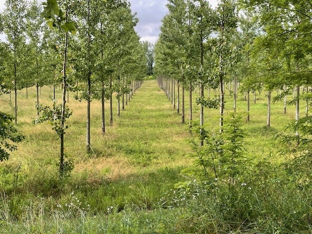 Toch nog een beetje Brabant:  populierenplantages in de uiterwaarden