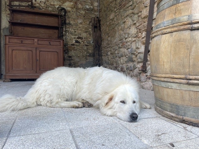 Chien de Montagne de Pyrénées 