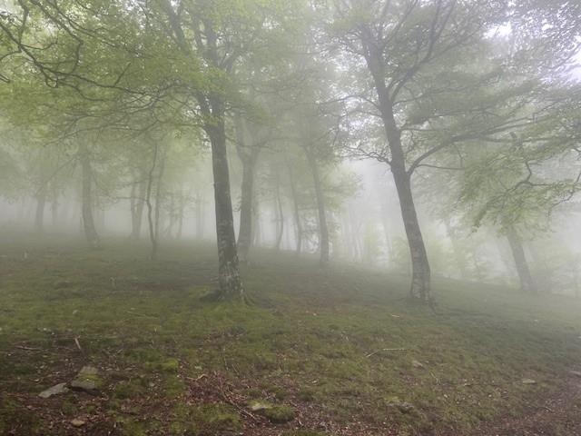 Tolkien in de mist