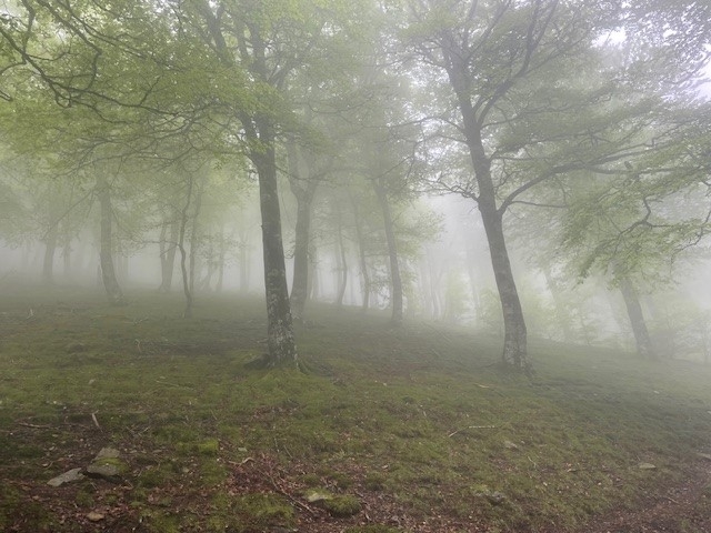 Tolkien in de mist Tolkien in de mist