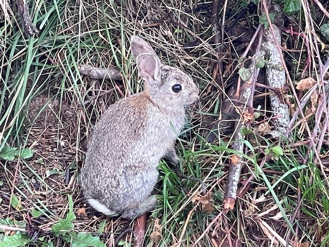 Vandaag zat allerlei 'wild spul' langs de routem Zoals een eekhoorntje en hier een konijn 